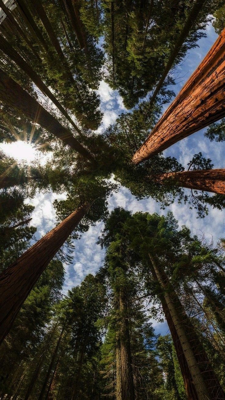 Hutan sebagai sumber biomassa berkelanjutan